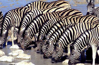Zebra-cropped.jpg