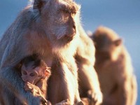 longtailed-macaques.jpg