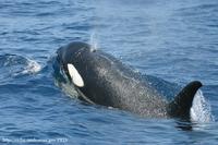 orca surfacing-swfsc.jpg