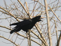 Corvus frugilegus1.jpg