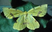 0019falsecrocusgeo.jpg