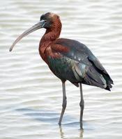 glossy ibis .jpg