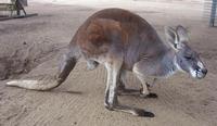 female red kangaroo2.jpg
