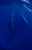 underwater-view-of-sei-whale.jpg