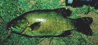 micropterus dolomieui.jpg