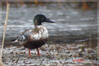 060207 Northern Shoveler0532.jpg