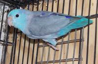 Blue Parrotlet Male.JPG
