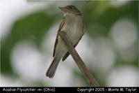 flycatcher acadian m1a.jpg