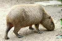 capybara1.jpg