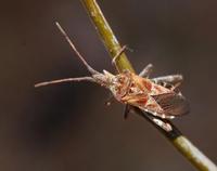 Leptoglossus3.jpg