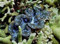 clam Tridacna.jpg