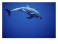 A-Pygmy-Killer-Whale-Feresa-Attenuata-in-Clear-Blue-Water-Photographic-Print-C12253639.jpeg