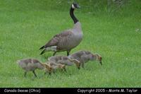 goose canada family1a.jpg