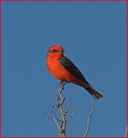 Vermillion Flycatcher.jpg