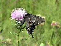 Butterfly on Thistle.jpg