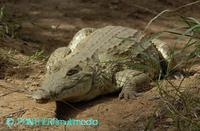 Crocodylus niloticus ssp 00047BSNR.JPG
