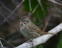 lincoln$27s~sparrow~702.jpg