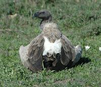 African White-backed Vulture 2005-01-16-0351.jpg
