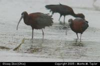 ibis glossy 1a.jpg