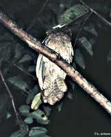 large-frogmouth-ca.jpg