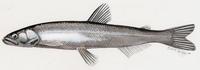 Thaleichthys pacificus.jpg