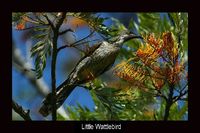 littlewattlebird.jpg