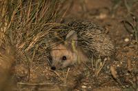 Long-eared-Hedgehog.jpg