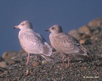 gull with other.jpg