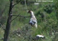 whiteeared-pheasant,kandashangorge,6aug02.jpg