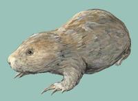 Myospalax myospalax.jpg