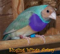 RH-PB-Pastel Blue Gouldian Finch Male.JPG