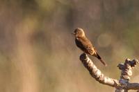 Cliff flycatcher.jpg