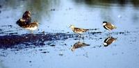 Sandpipers Pectoral Sharp-tailed Dotterel Red-kneed Fraser.jpg