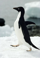 adelie-penguin.jpg