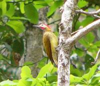 golden-olive-woodpecker.jpg