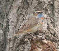 China-BluethroatDaPuHeMay04.jpg