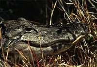 american-alligator-closeup.jpg