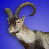 southeastern-spanish-ibex.jpg