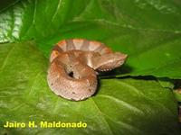 Bothrocophias hyop.jpg