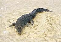 salt-water-crocodile.jpg
