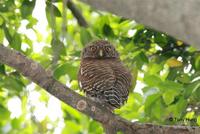 asian barred owlet 1.jpg