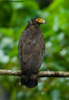 Andaman-Serpent-Eagle.jpg