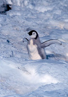 emperor-penguin-baby.jpg