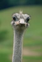 ostrich 2.jpg