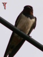 Bird020-m Barn Swallow.jpg
