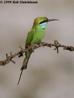green bee-eater rh.jpg