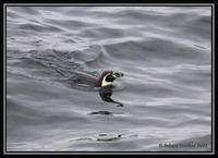 39846969.HumboldtPenguin.jpg