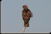 Red-tailed Hawk 2.jpg