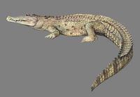 Crocodylus niloticus.jpg