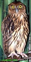 philippine eagle owl da.jpg